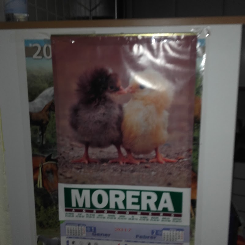 Trabajos de pintura profesional por Feliu Moy